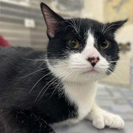 Enlarge Beans- #49830, a Adoptable Domestic Short Hair in Columbia, MD image 1/1