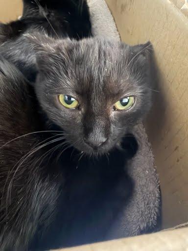 Sideways, Adoptable, Kitten Female Domestic Short Hair & Domestic Short Hair.