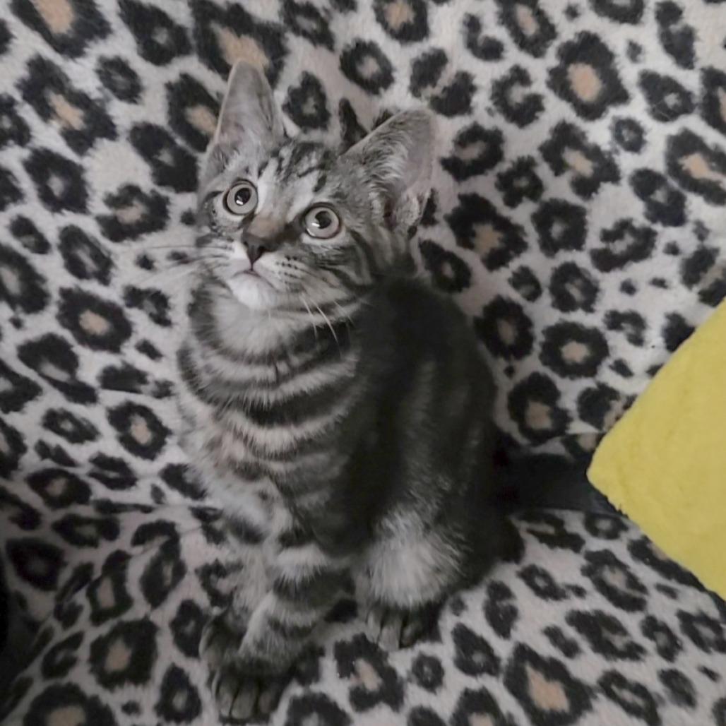Cowboy, Adoptable, Kitten Male Domestic Short Hair.