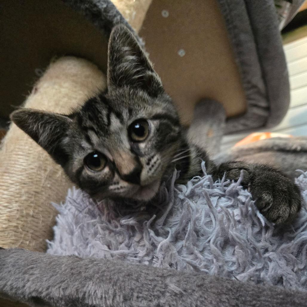 Enlarge Cowboy, a Adoptable Domestic Short Hair in Wichita, KS image 2/5
