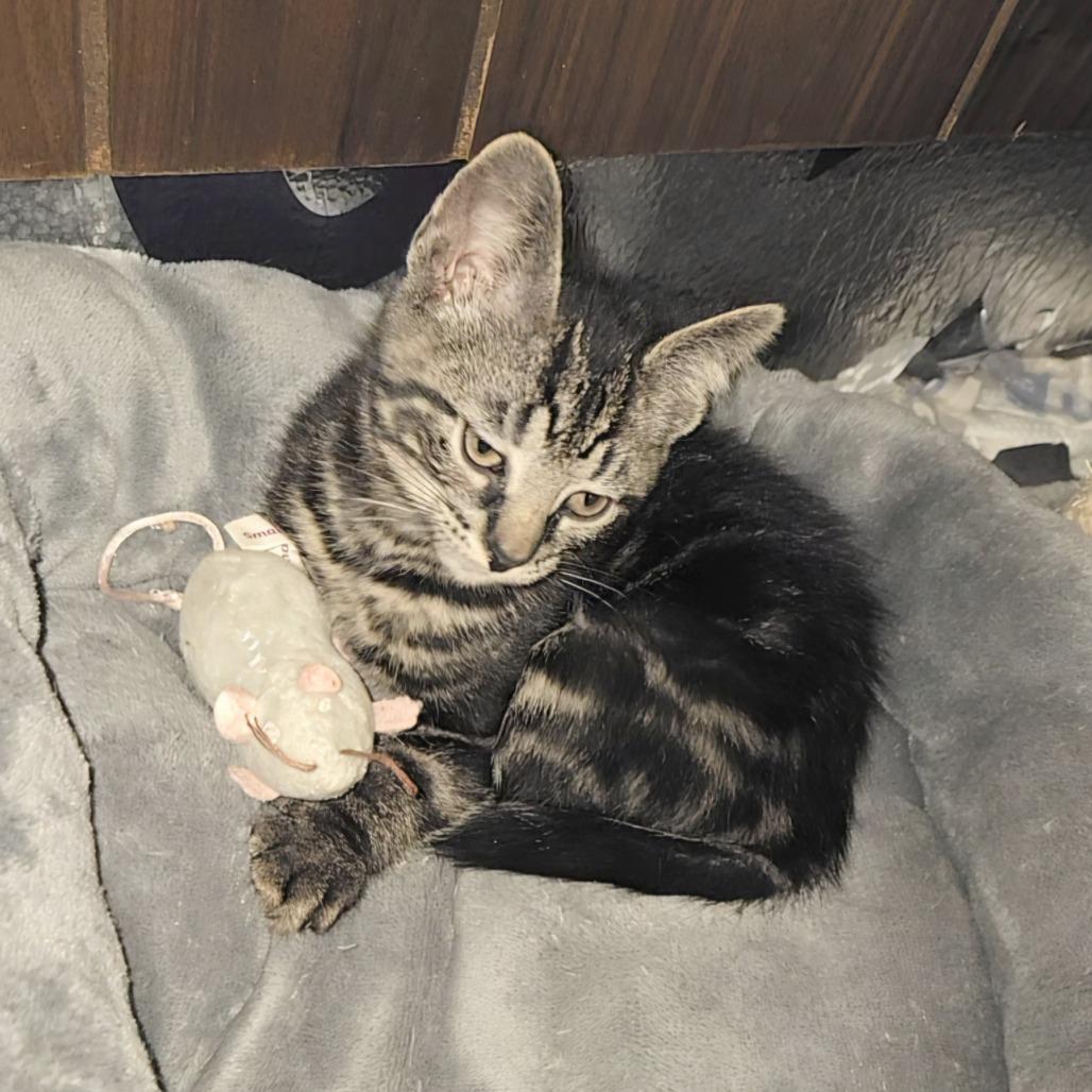 Enlarge Cowboy, a Adoptable Domestic Short Hair in Wichita, KS image 3/5