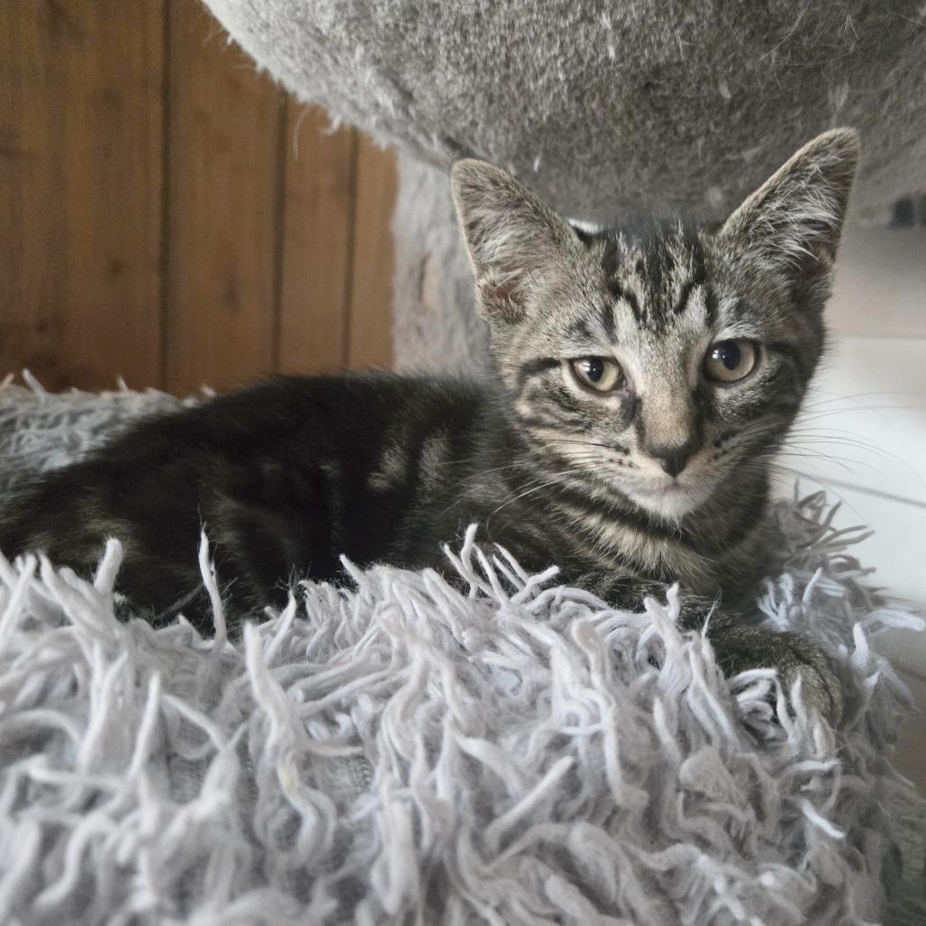 Enlarge Cowboy, a Adoptable Domestic Short Hair in Wichita, KS image 5/5