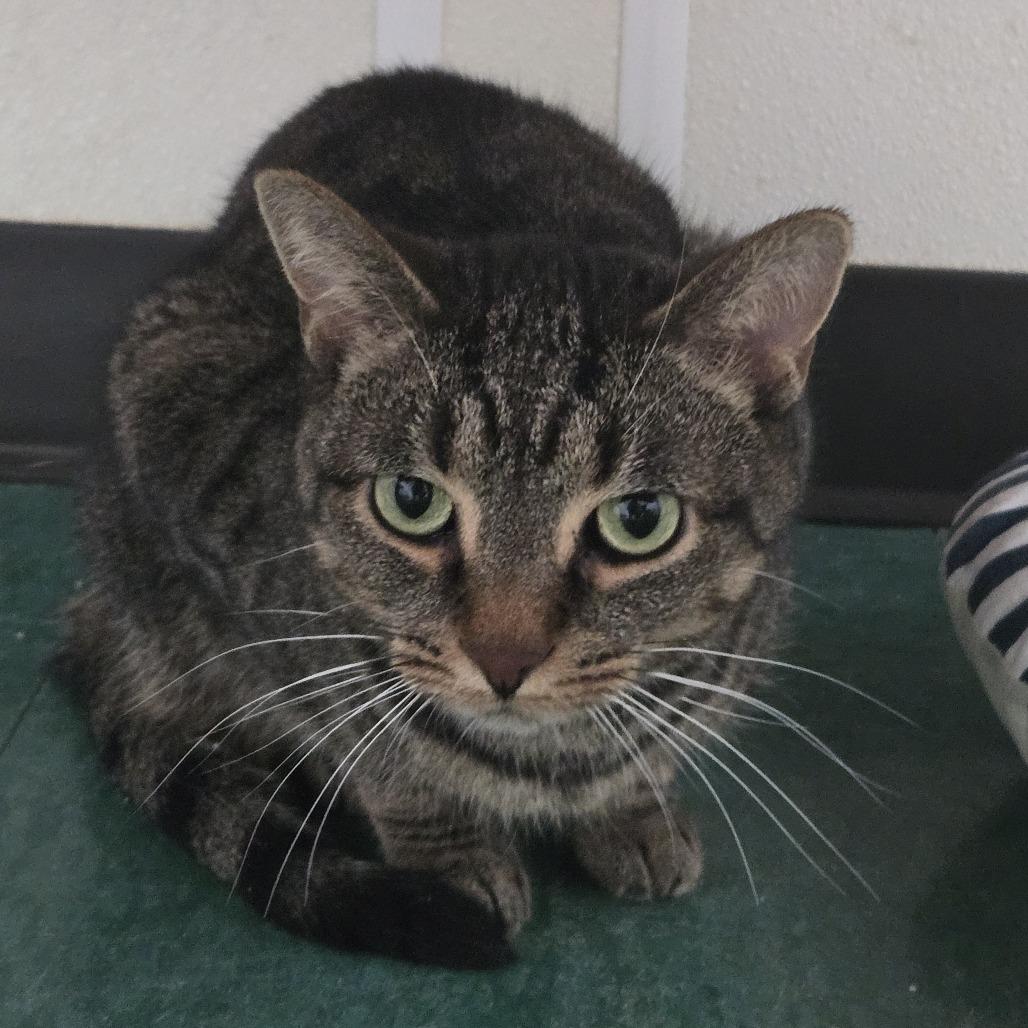 Kip, Adoptable, Adult Male Domestic Short Hair.