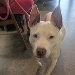 Enlarge Snow 60090512, a ADOPTABLE Pit Bull Terrier in Harvey , LA image 1/1