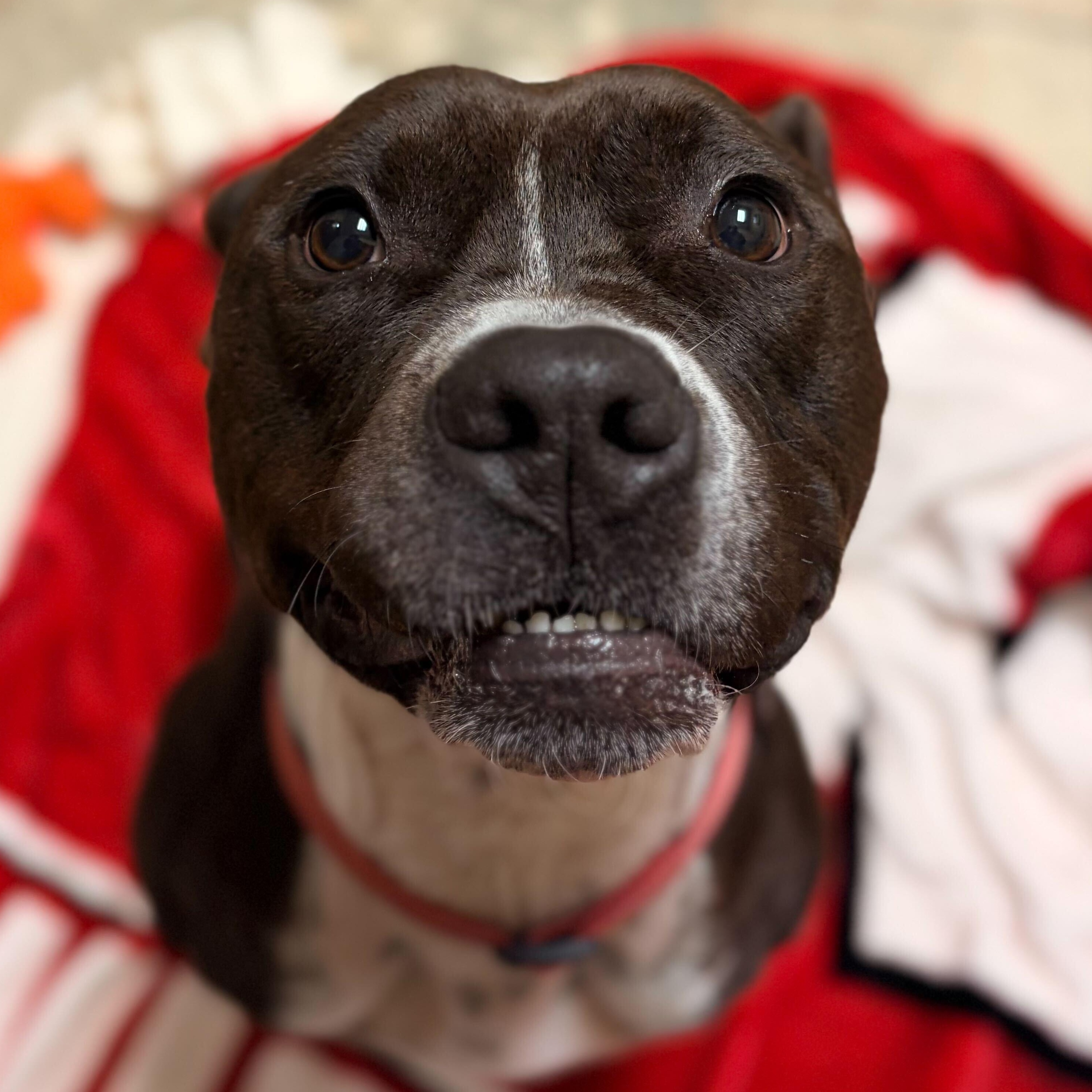 Enlarge John Paul - Name Your Own Adoption Fee!, a Adoptable mixed breed in Jefferson, WI image 1/1