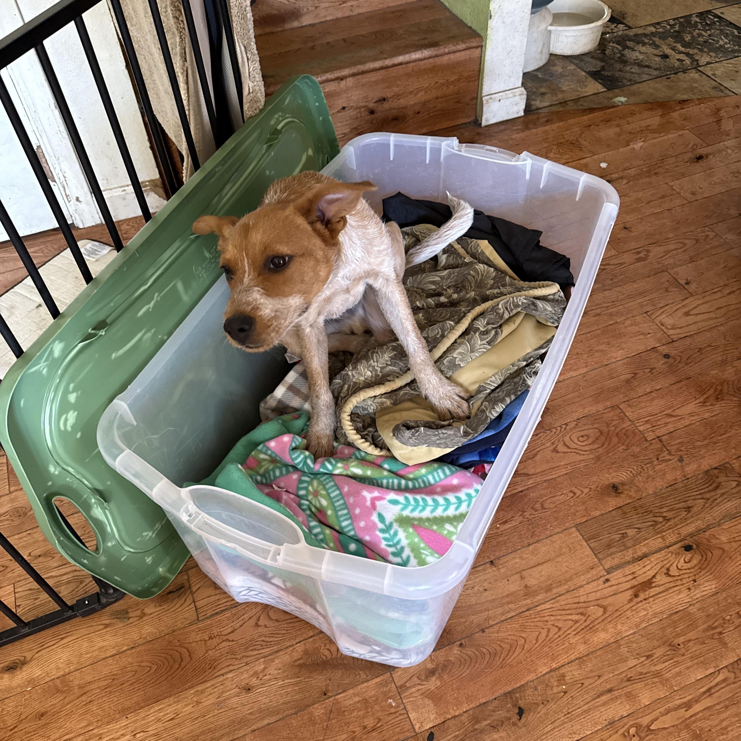 Micheal Jorden, a Adoptable mixed breed image 2/2