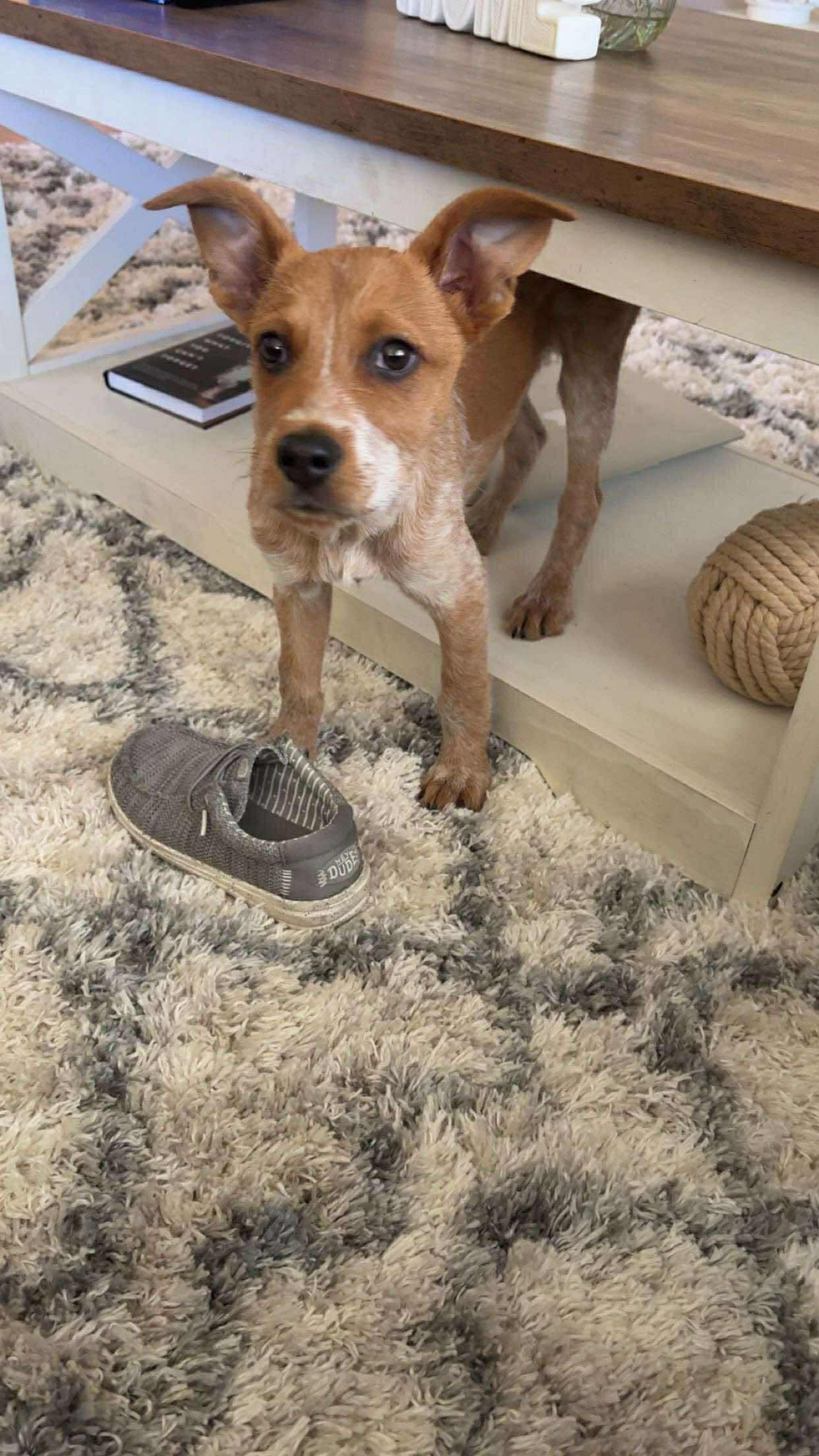 Micheal Jorden, a Adoptable mixed breed image 1/2