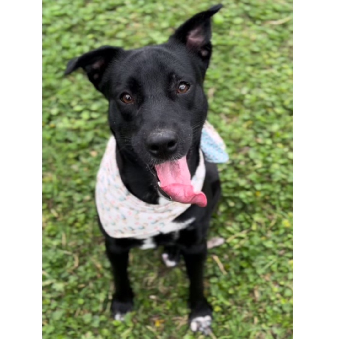 Chelsea — thumbnail 5