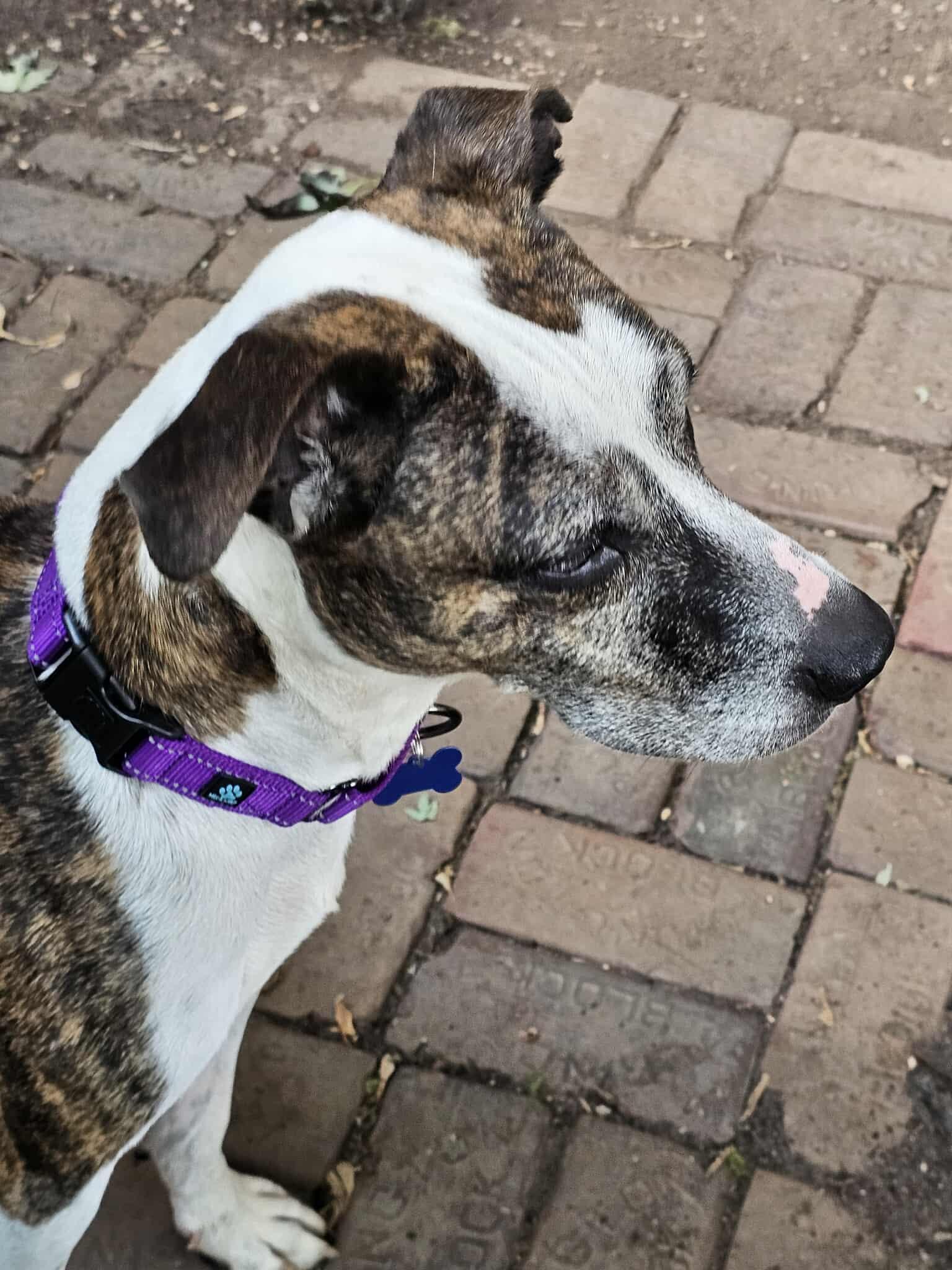 Max, a Adoptable Mixed Breed in De Pere, WI image 1/5