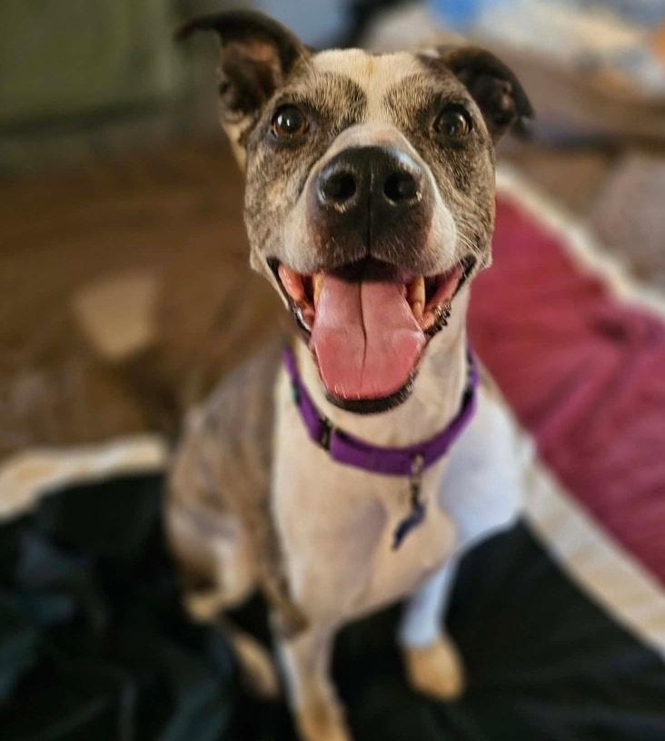 Max, a Adoptable Mixed Breed in De Pere, WI image 3/5