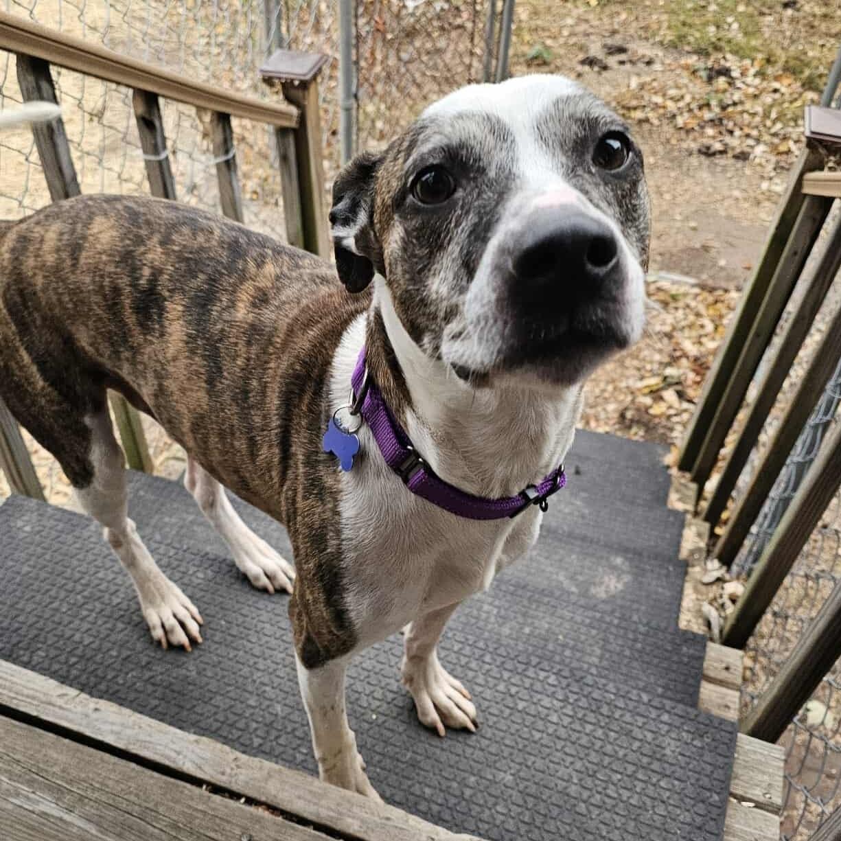Max, a Adoptable Mixed Breed in De Pere, WI image 4/5