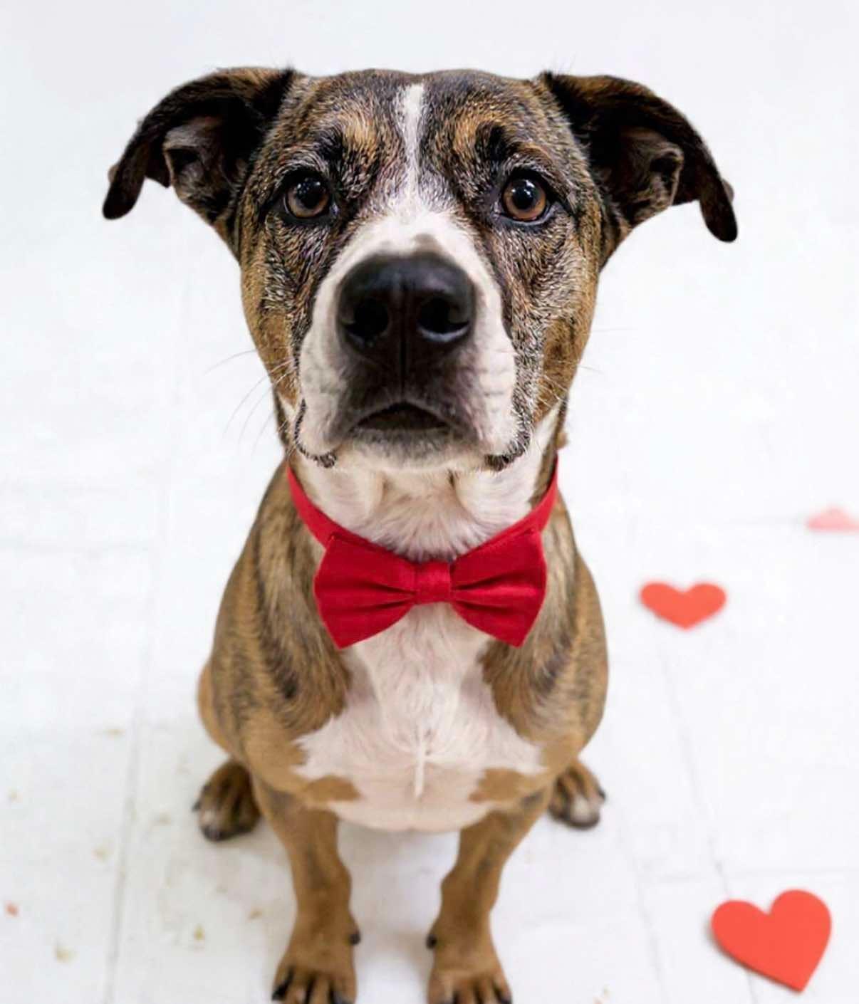 Max, Adoptable, Adult Male Mixed Breed.