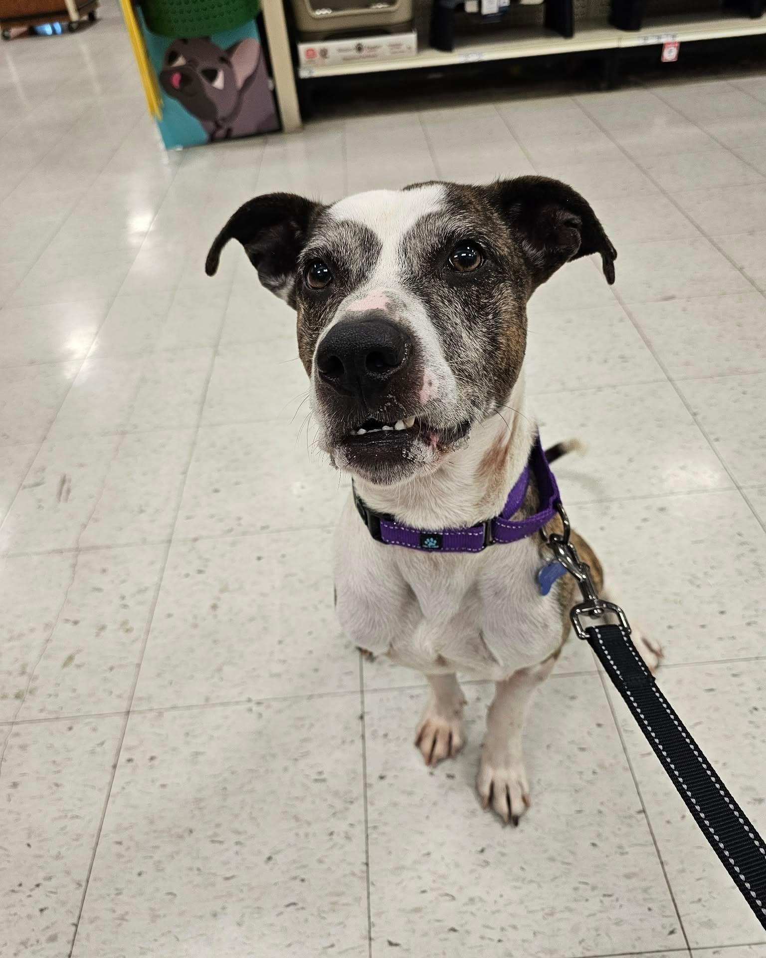 Enlarge Max, a Adoptable Mixed Breed in De Pere, WI image 5/5