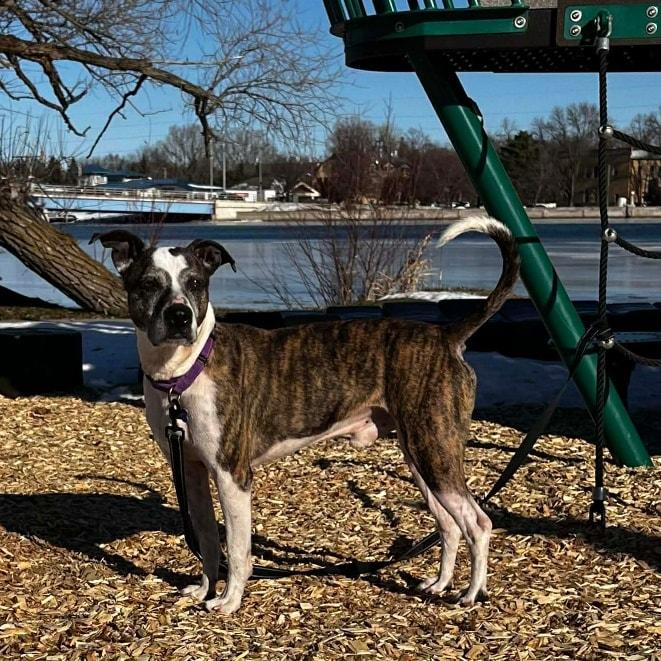 Enlarge Max, a Adoptable Mixed Breed in De Pere, WI image 1/5