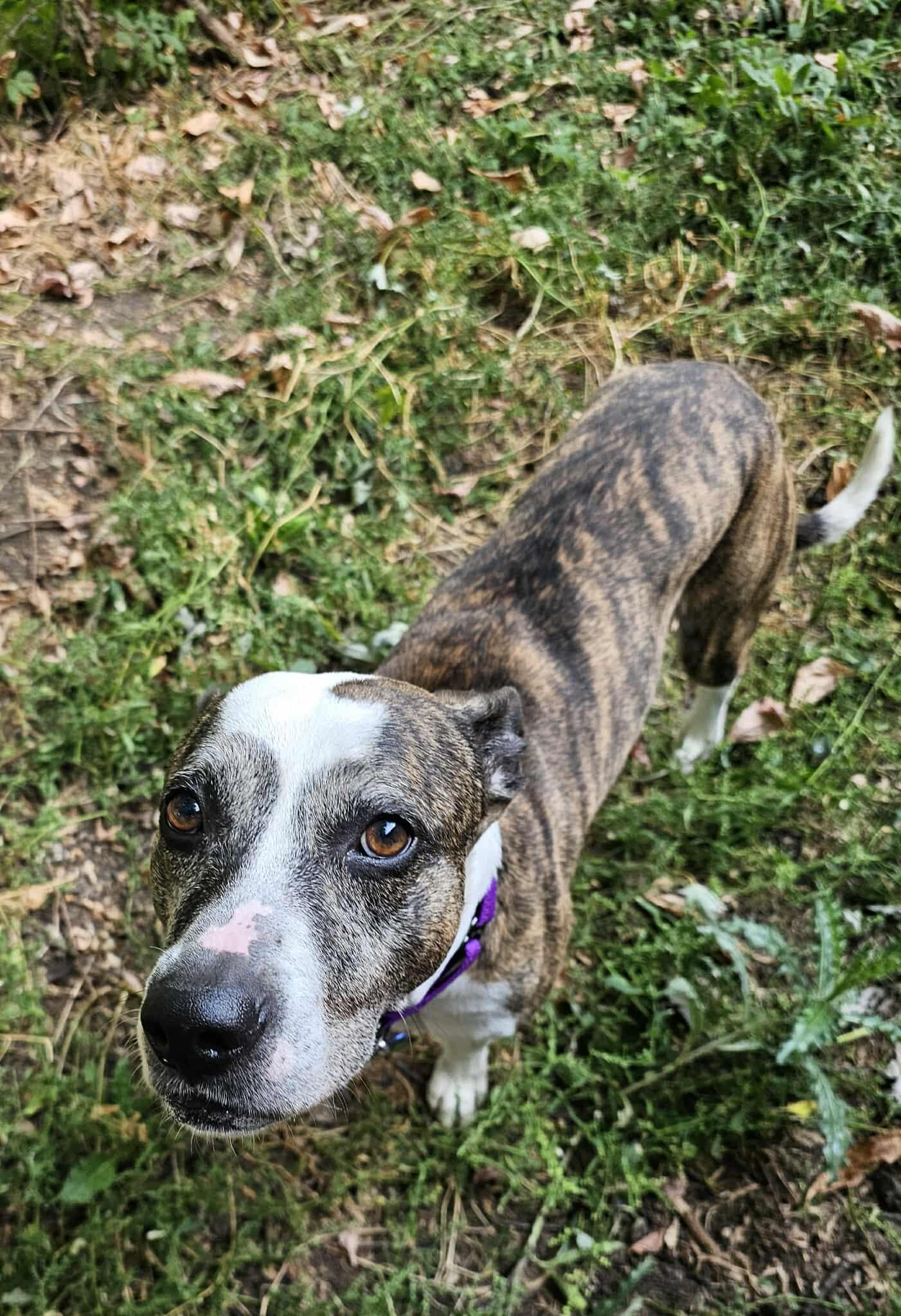 Max, a Adoptable Mixed Breed in De Pere, WI image 5/5