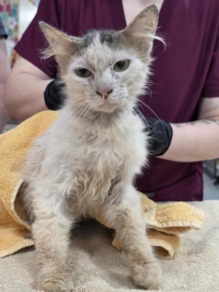 Paddington, Adoptable, Adult Male Domestic Short Hair.