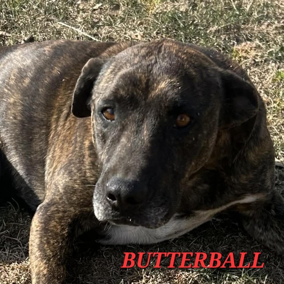 Enlarge Butterball Bold, a ADOPTABLE mixed breed in Woburn, MA image 3/6