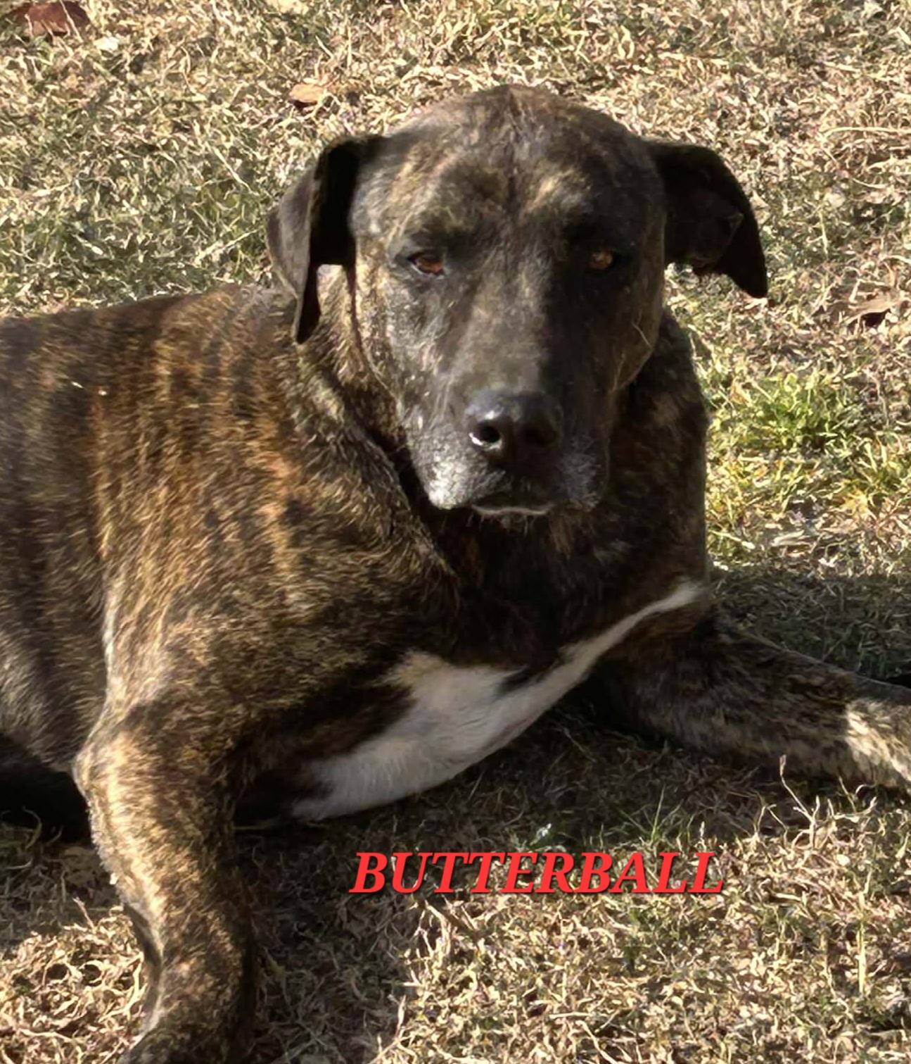 Enlarge Butterball Bold, a ADOPTABLE mixed breed in Woburn, MA image 2/6