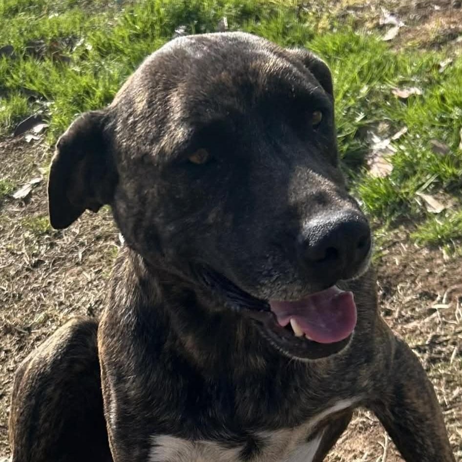 Enlarge Butterball Bold, a ADOPTABLE mixed breed in Woburn, MA image 5/6