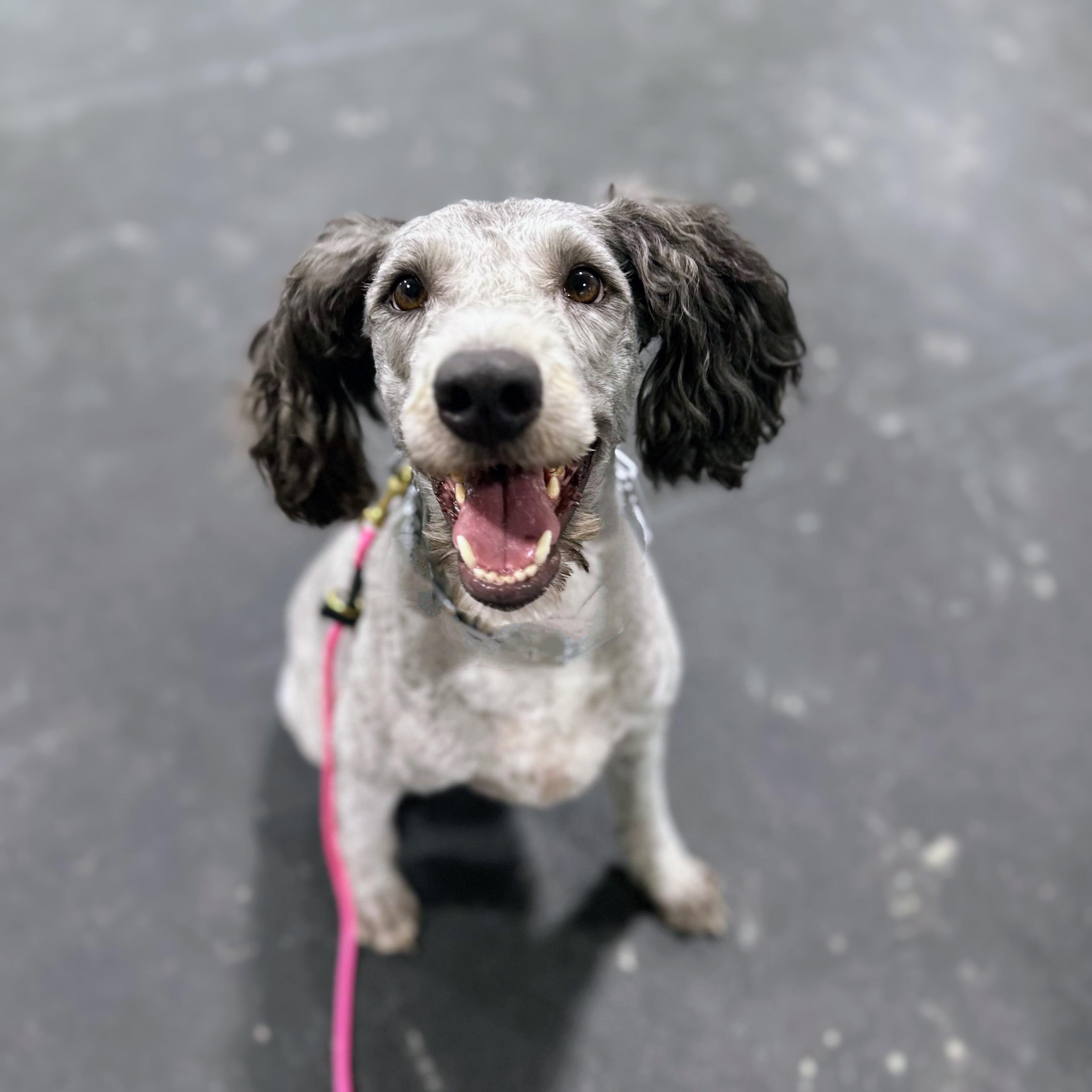 TOBY, an adoptable Bernedoodle in Media, PA, 19063 | Photo Image 1