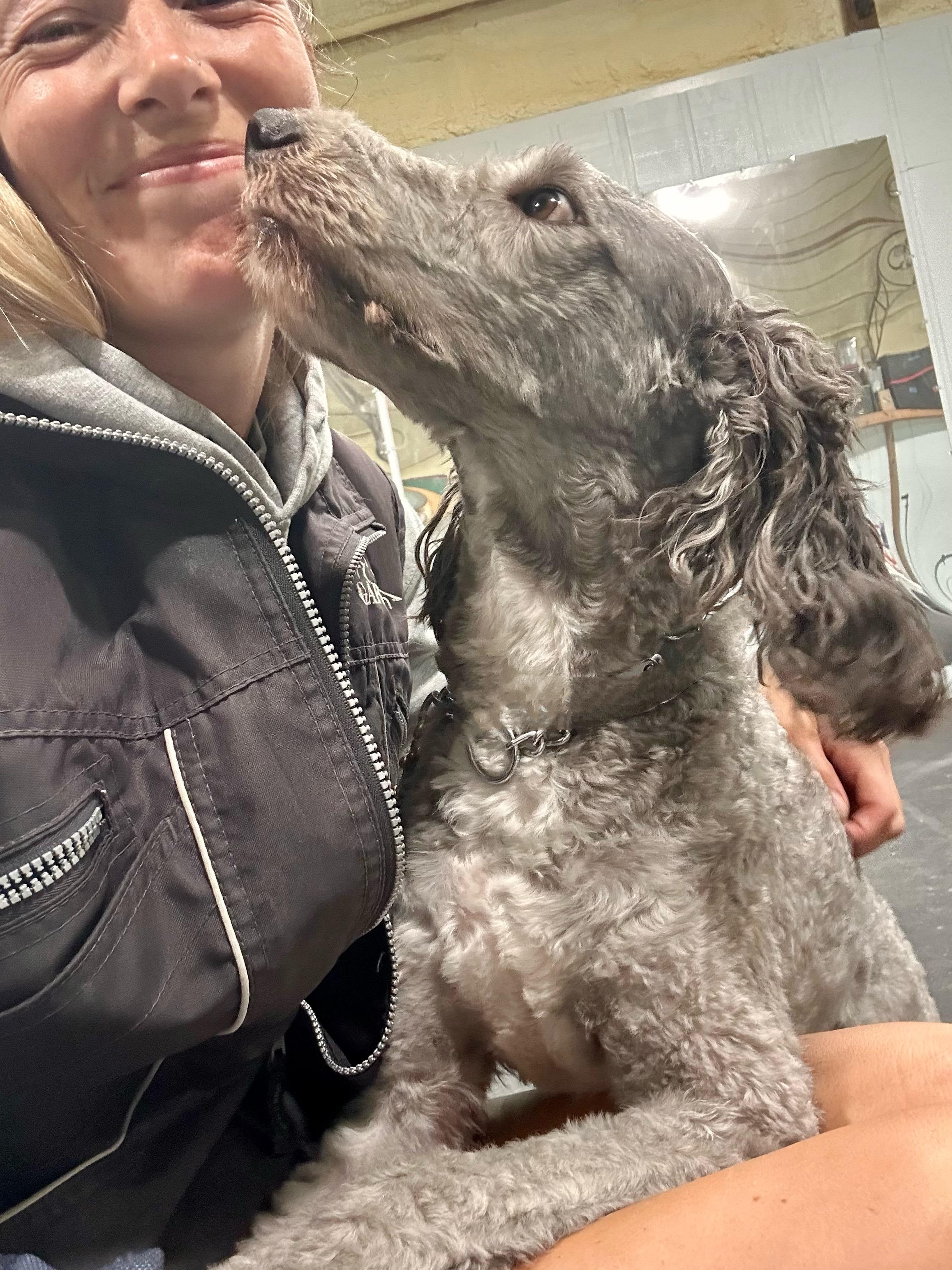 TOBY, an adoptable Bernedoodle in Media, PA, 19063 | Photo Image 3