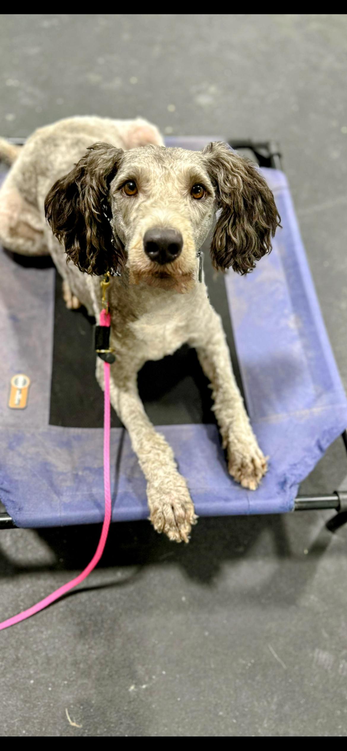 TOBY, an adoptable Bernedoodle in Media, PA, 19063 | Photo Image 2