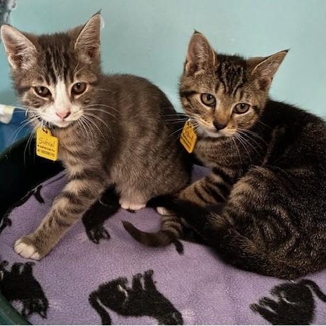 Enlarge Simon - Affectionate and Fun, an adoptable Tabby in Hoquiam, WA image 2/3