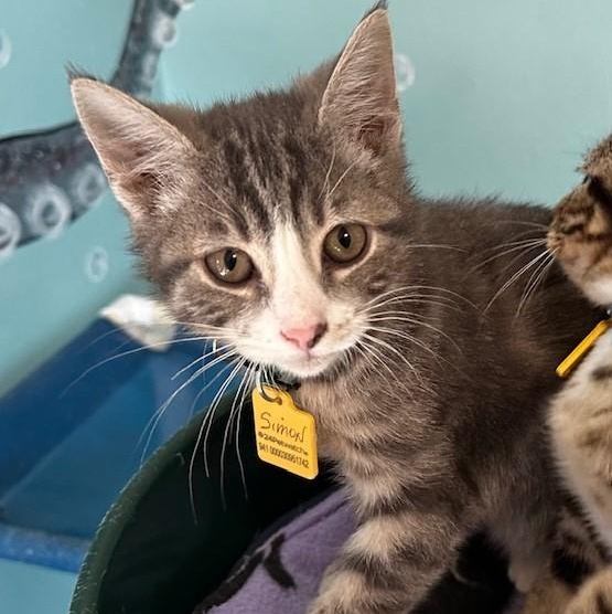 Simon - Affectionate and Fun, adoptable, Kitten Male Tabby.