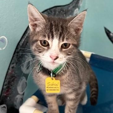 Enlarge Simon - Affectionate and Fun, an adoptable Tabby in Hoquiam, WA image 3/3