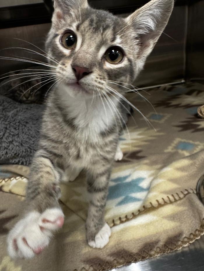 Cat for adoption - Luther, a Domestic Short Hair in Hilton Head Island