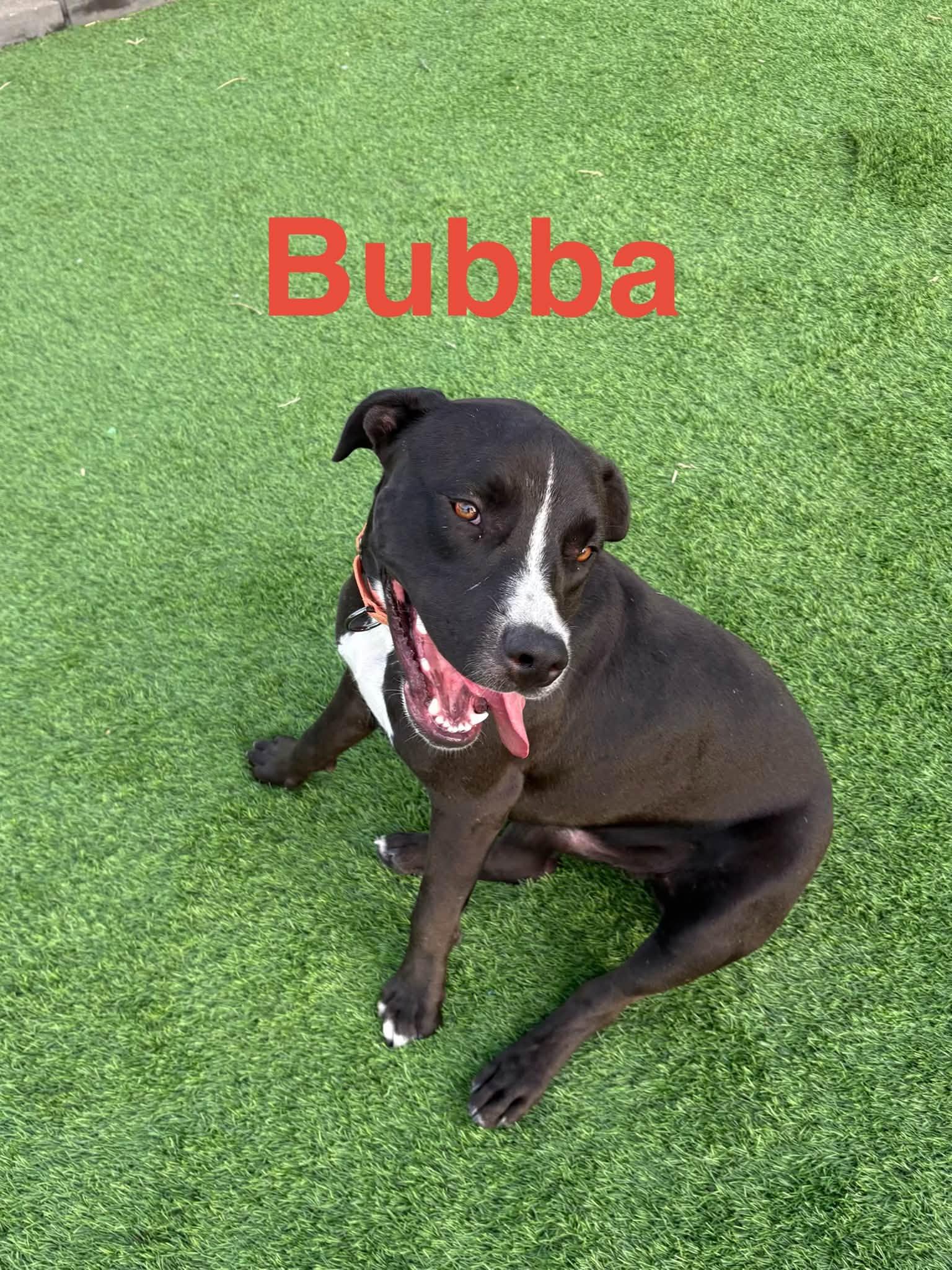Bubba photo
