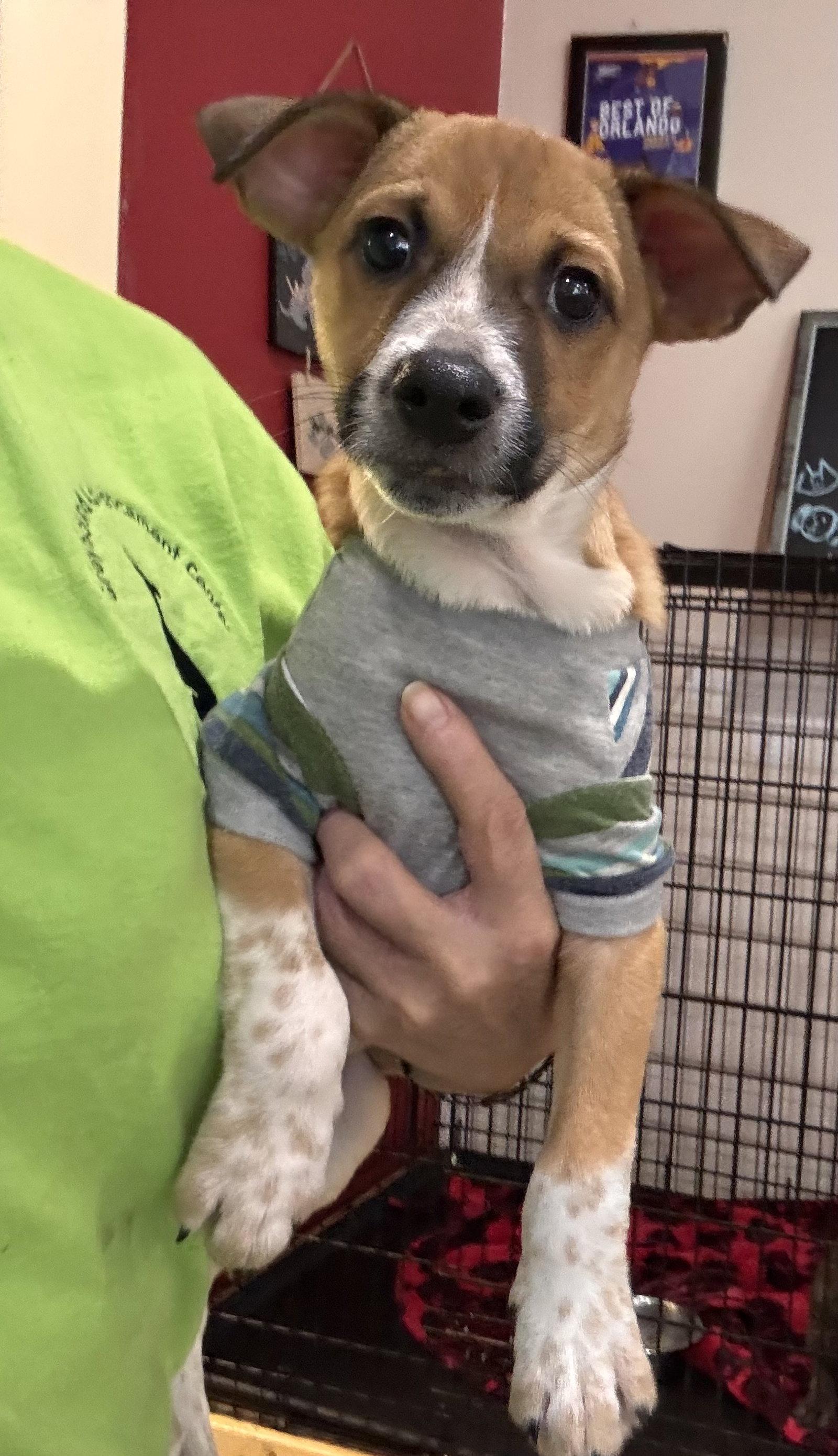 Enlarge Heddy FH, a Adoptable mixed breed in Sanford, FL image 1/3
