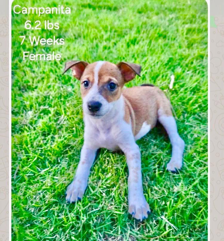 Enlarge Heddy FH, a Adoptable mixed breed in Sanford, FL image 2/3
