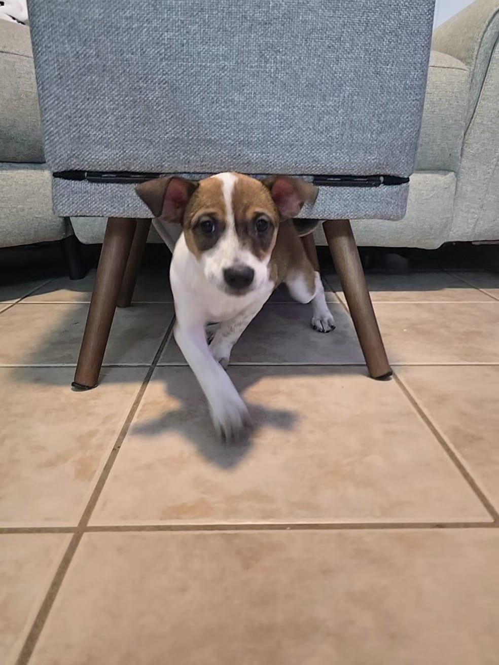 Enlarge Heddy FH, a Adoptable mixed breed in Sanford, FL image 3/3