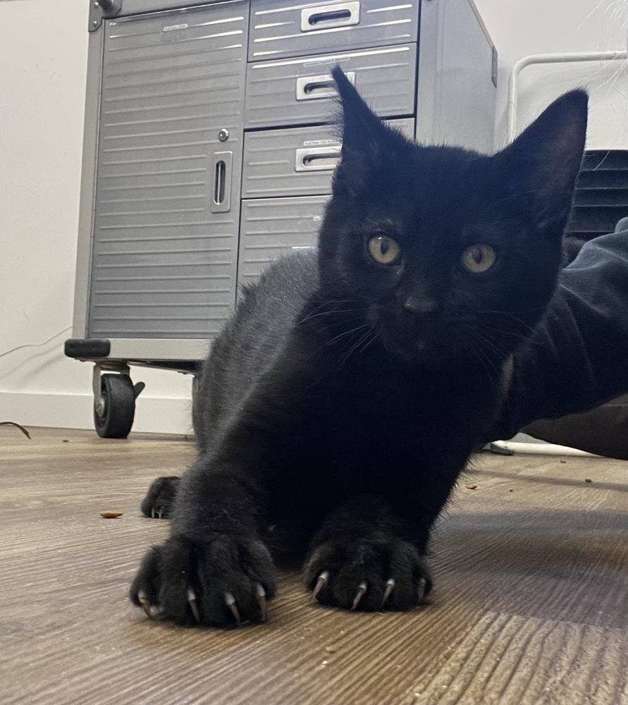 Marrgie, Adoptable, Kitten Male Domestic Short Hair.