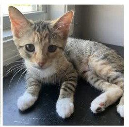 Gingy, Adoptable, Young Female Domestic Short Hair.