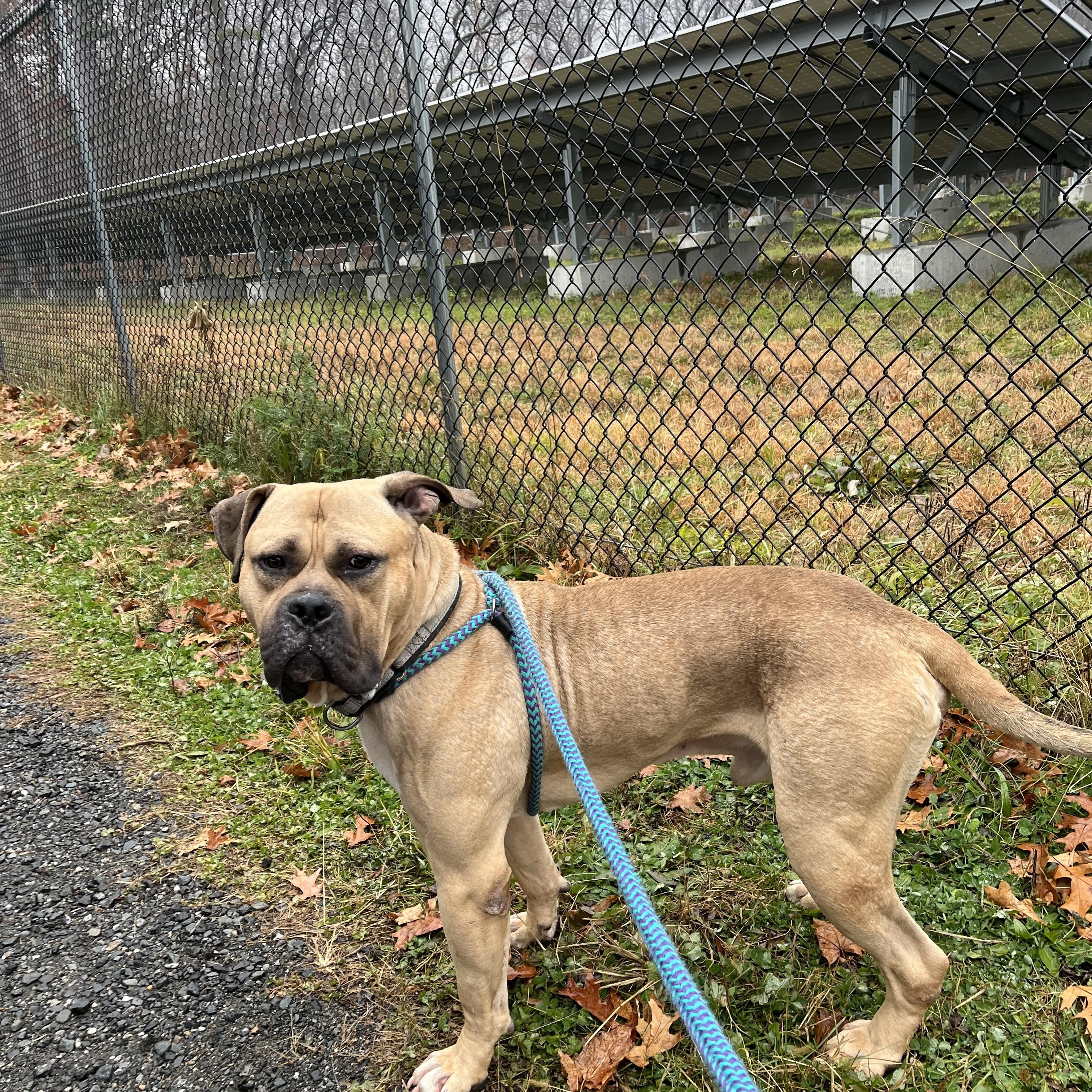 Enlarge Rufus, a ADOPTABLE mixed breed in Turners Falls, MA image 3/4
