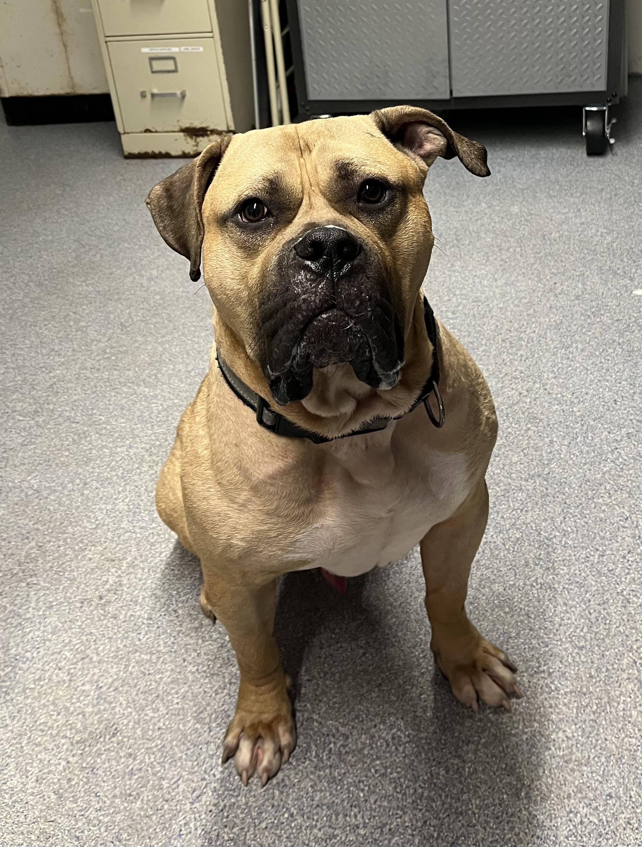 Enlarge Rufus, a ADOPTABLE mixed breed in Turners Falls, MA image 2/4