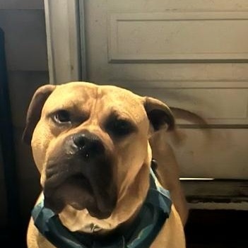 Enlarge Rufus, a ADOPTABLE mixed breed in Turners Falls, MA image 4/4