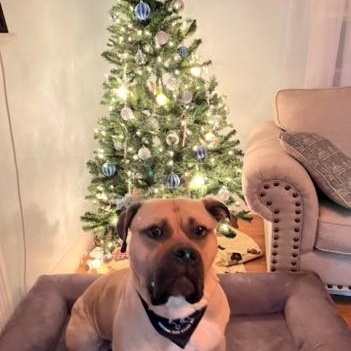 Enlarge Rufus, a ADOPTABLE mixed breed in Turners Falls, MA image 1/4