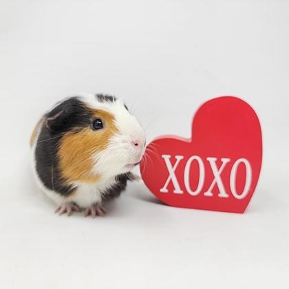 Nash, a Adoptable Guinea Pig in Largo, FL image 1/3