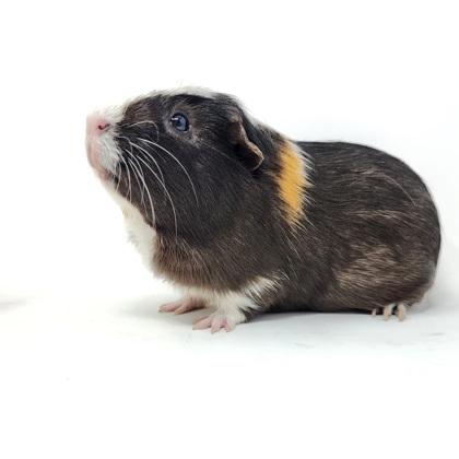 Nash, a Adoptable Guinea Pig in Largo, FL image 2/3