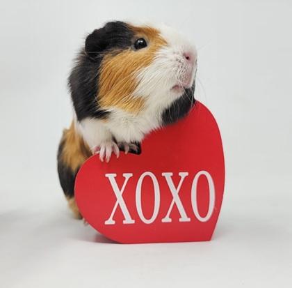 Nash, a Adoptable Guinea Pig in Largo, FL image 3/3