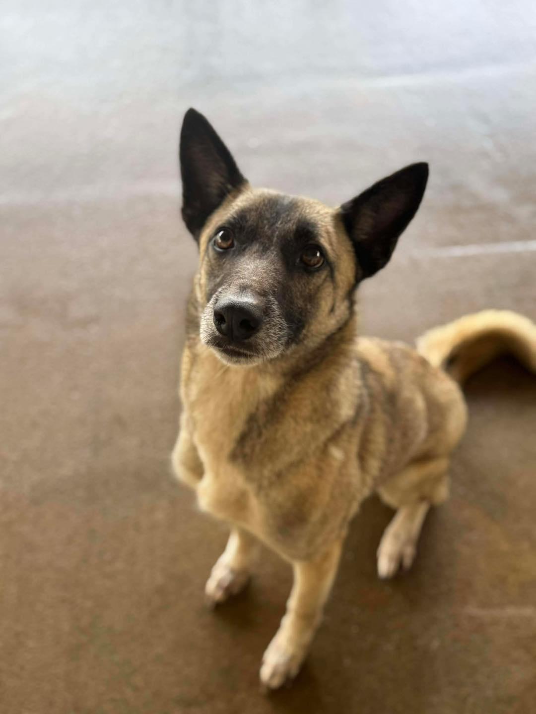 Valcery, an adopted mixed breed in Brownsville, TN image 2/2