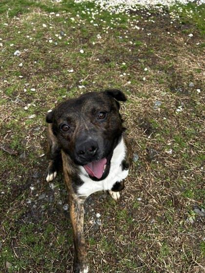 Enlarge Winchester, a Adoptable mixed breed in Spruce Pine, NC image 1/1