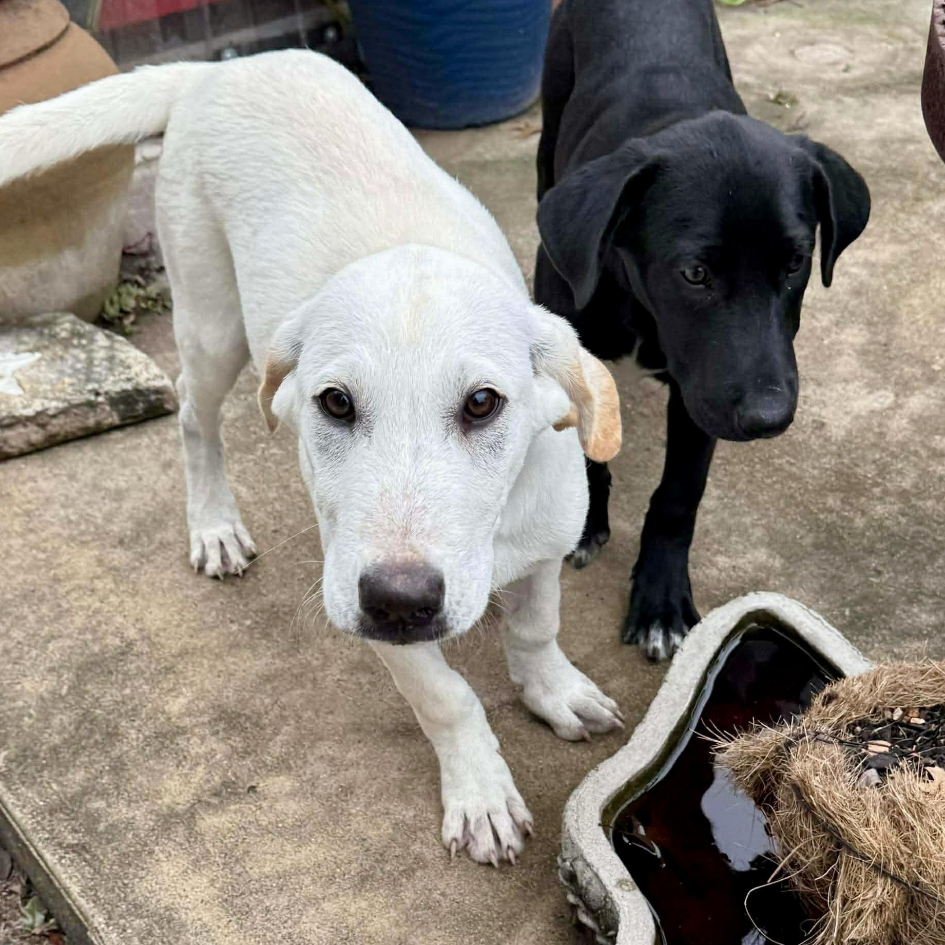 Wonder, a Adoptable Labrador Retriever in Vancouver , WA image 3/6