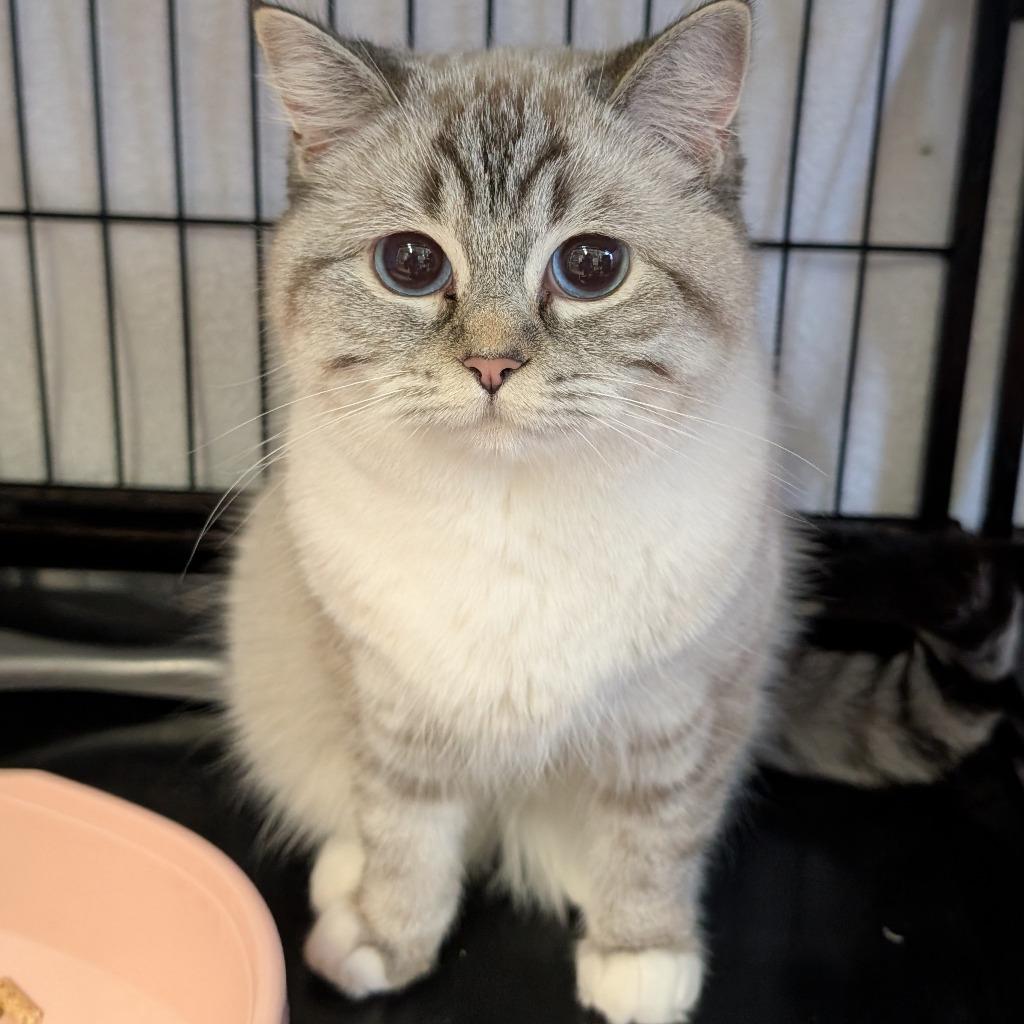 Enlarge Flurry, a Adoptable mixed breed in Richmond, BC image 1/3