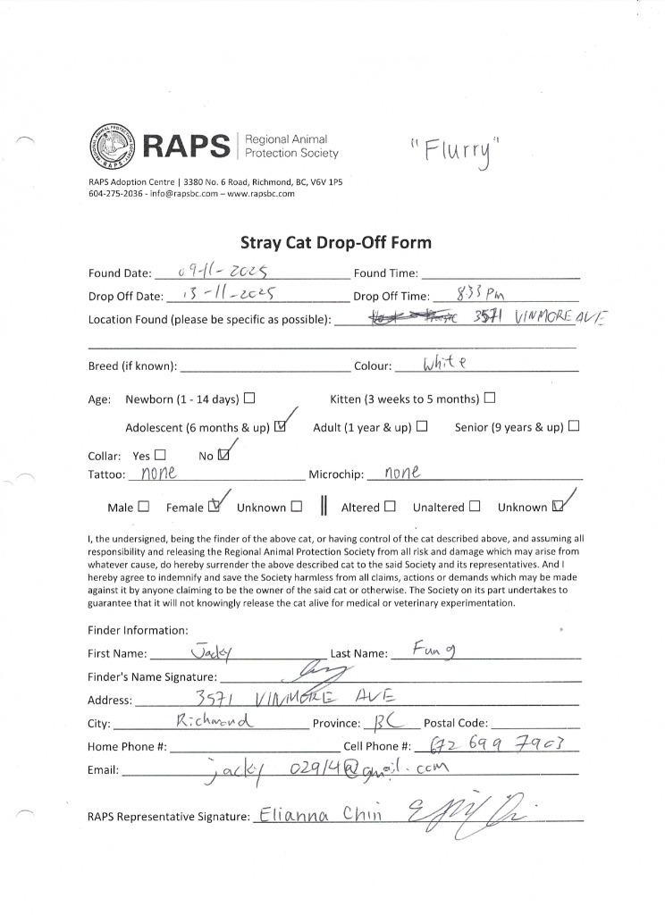 Enlarge Flurry, a Adoptable mixed breed in Richmond, BC image 2/3