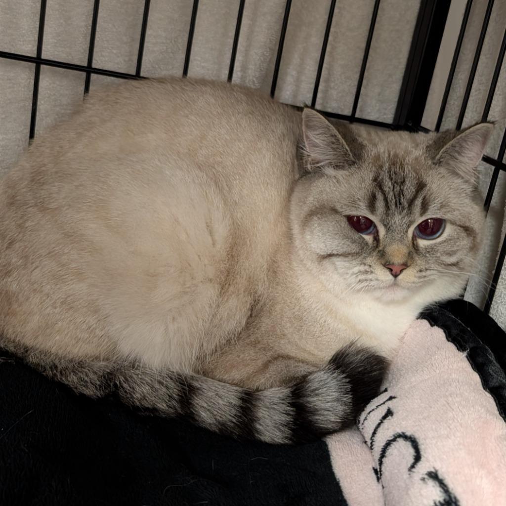 Enlarge Flurry, a Adoptable mixed breed in Richmond, BC image 3/3