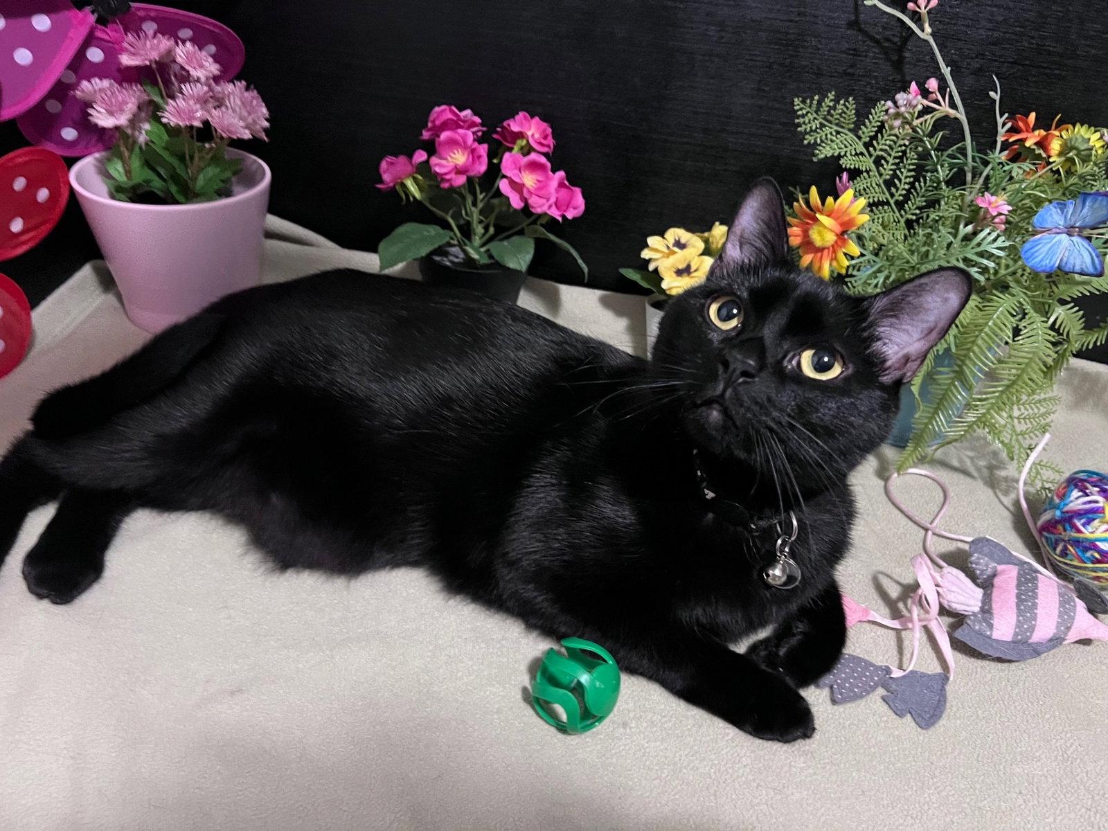 Enlarge Wishbone, a Adopted Domestic Short Hair in Fayetteville, GA image 1/3